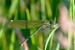 MOTÝLICE LESKLÁ 2 (Calopteryx splendens)