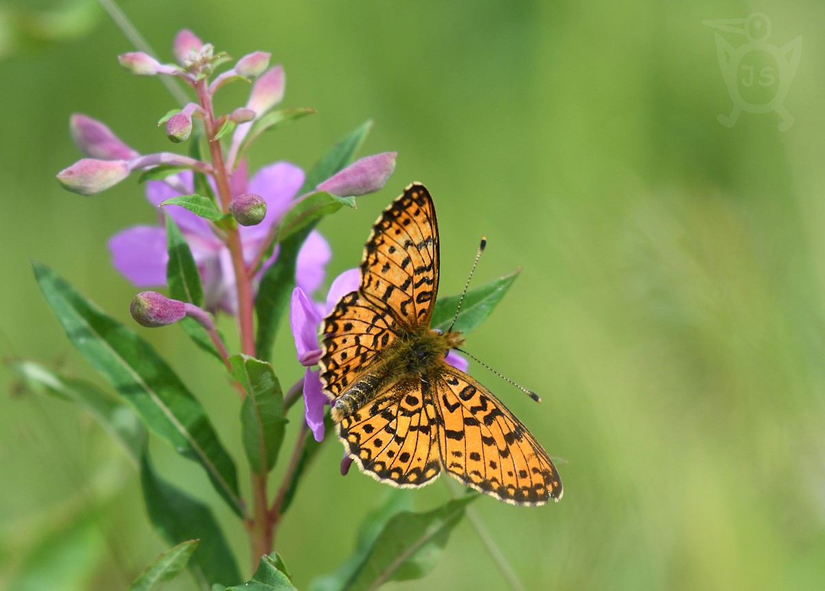 PERLEŤOVEC DVANÁCTITEČNÝ 2  (Boloria selene)