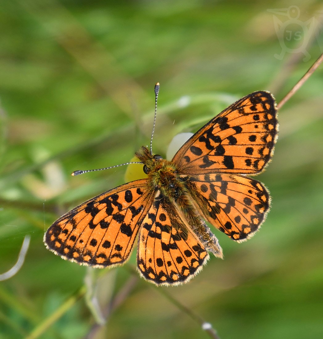 PERLEŤOVEC DVANÁCTITEČNÝ 1  (Boloria selene)