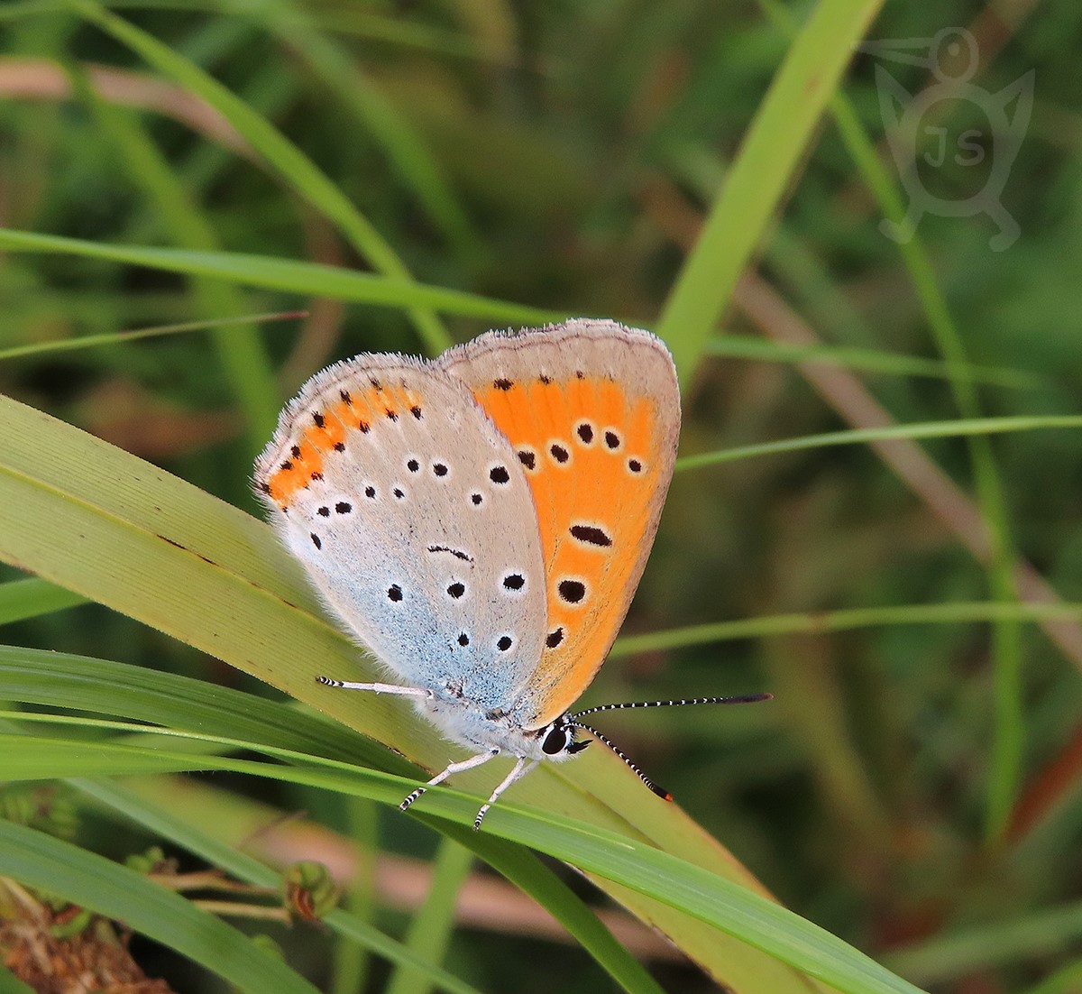 OHNIVÁČEK ČERNOČÁRNÝ 4 (Lycaena dispar) samice