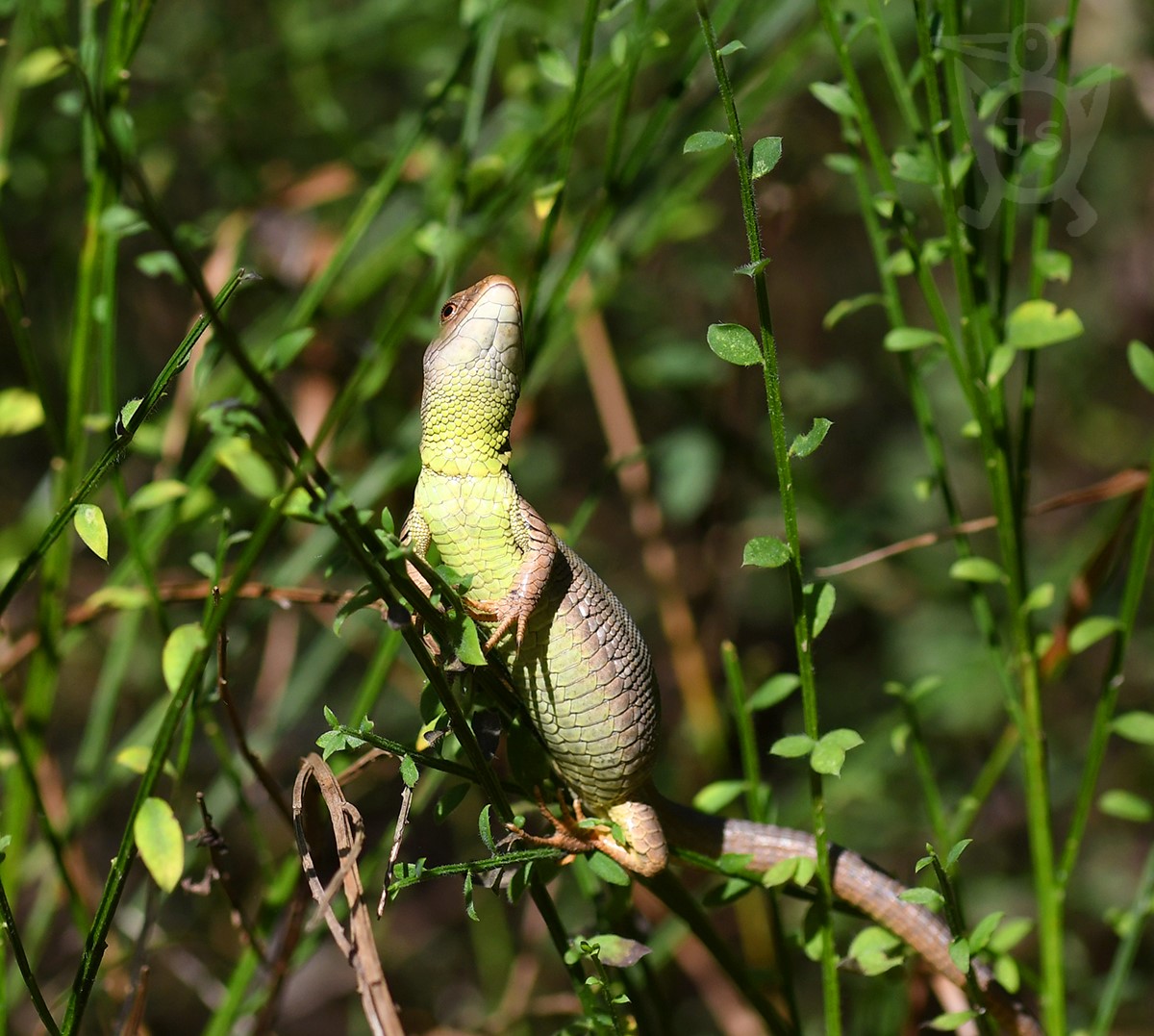 JEŠTĚRKA OBECNÁ 4  (Lacerta agilis)