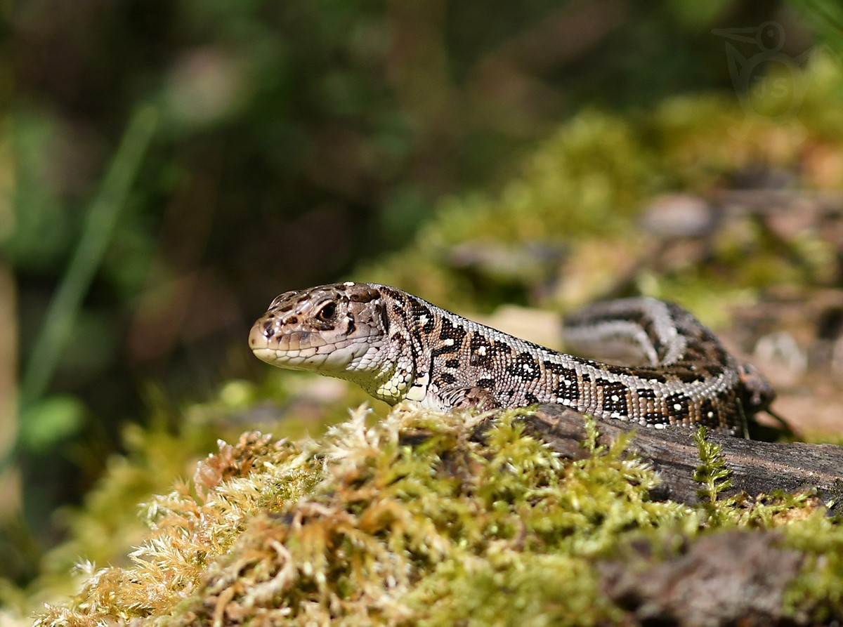 JEŠTĚRKA OBECNÁ 1  (Lacerta agilis)