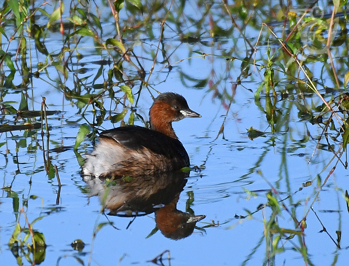 POTÁPKA MALÁ 1 (Tachybaptus ruficollis)