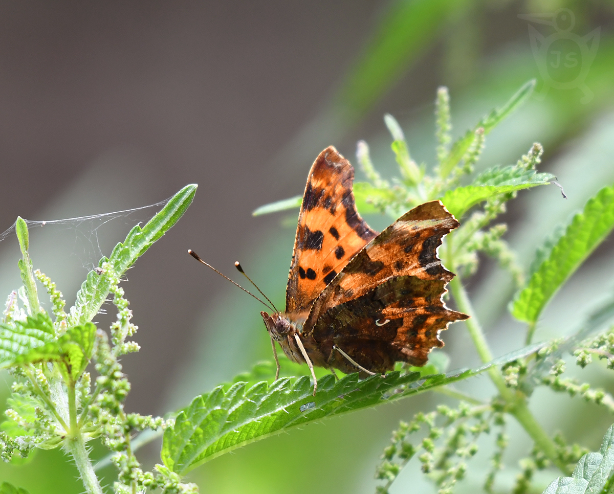 BABOČKA BÍLÉ C 2 (Polygonia c-album)