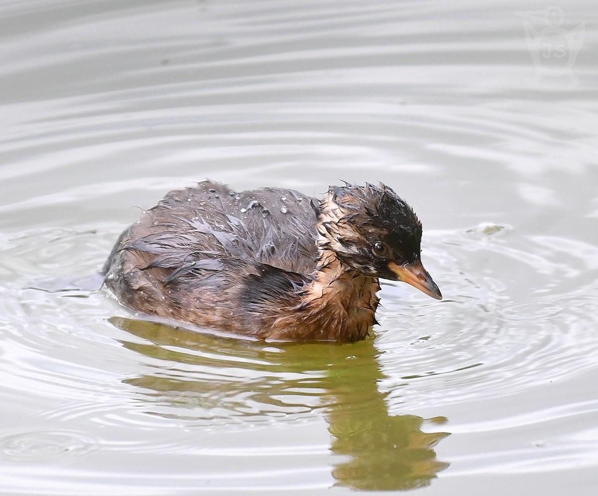 POTÁPKA MALÁ 2 (Tachybaptus ruficollis) mládě