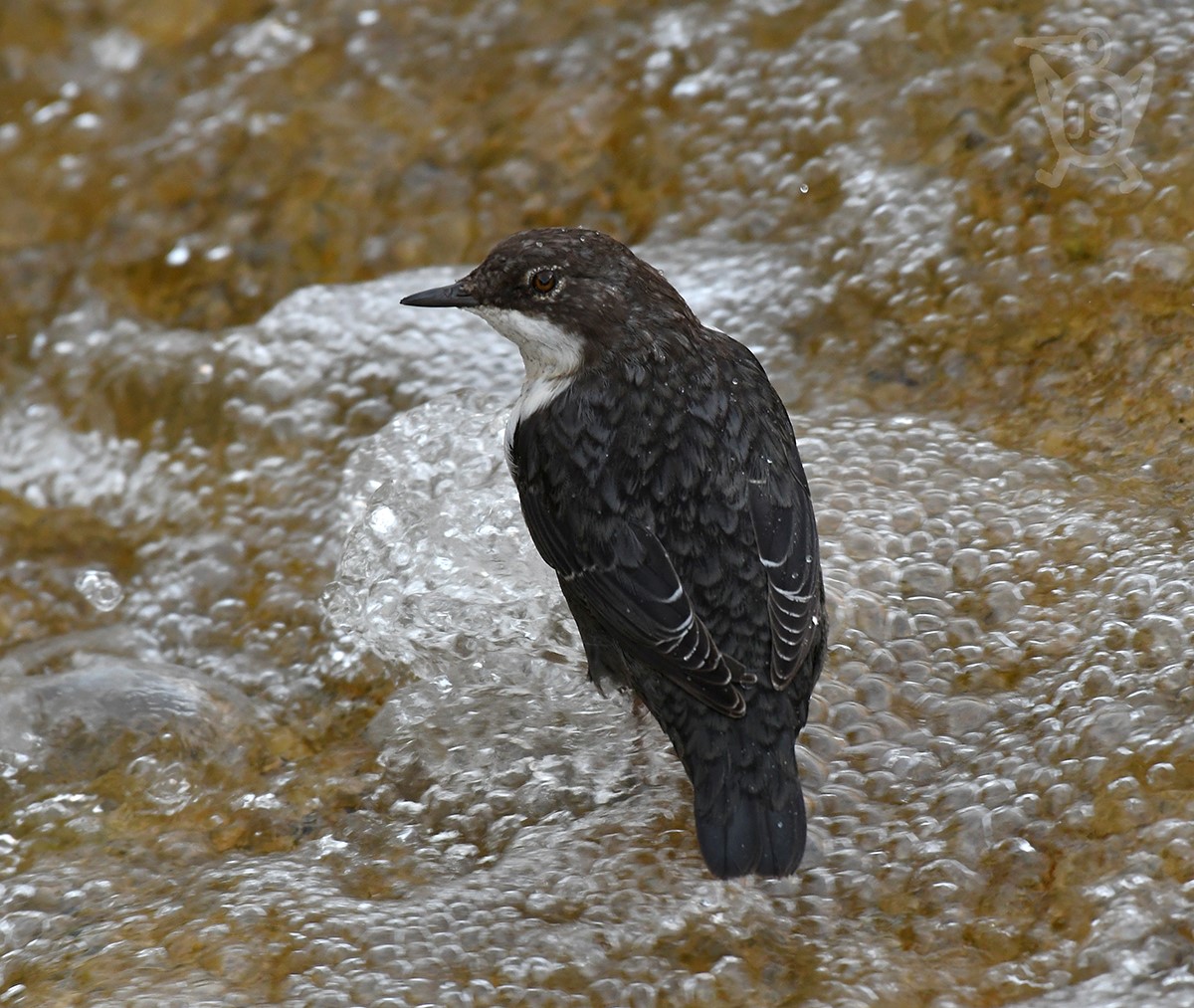 SKOREC VODNÍ 3 (Cinclus cinclus) mládě