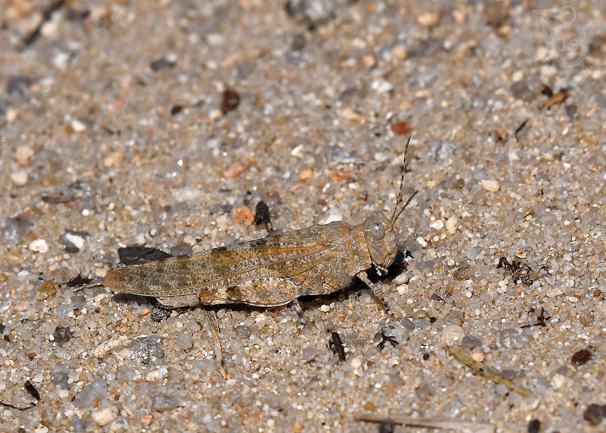 SARANČE MODROKŘÍDLÁ 1  (Oedipoda caerulescens) 