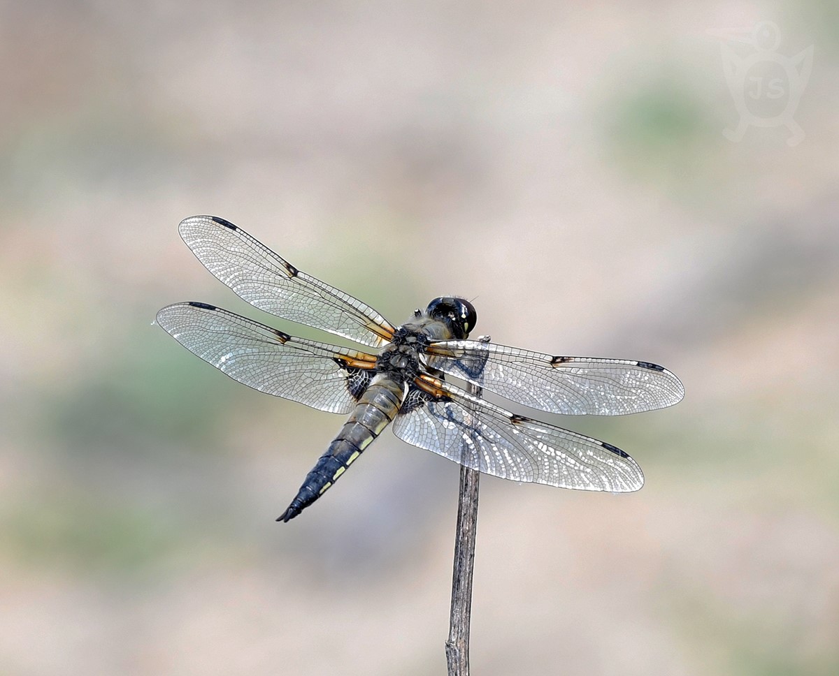 VÁŽKA ČTYŘSKVRNNÁ 1 (Libellula quadrimaculata)