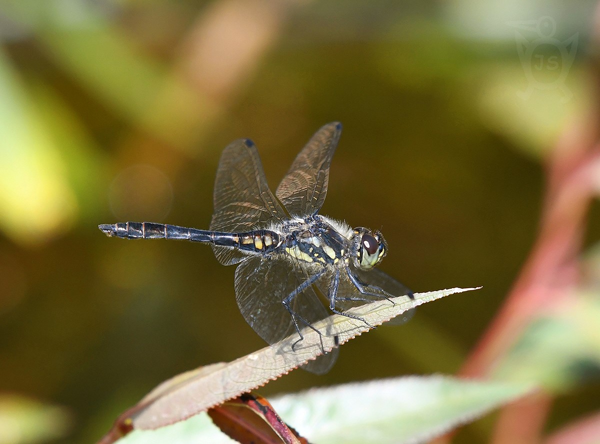 VÁŽKA TMAVÁ 2 (Sympetrum danae)