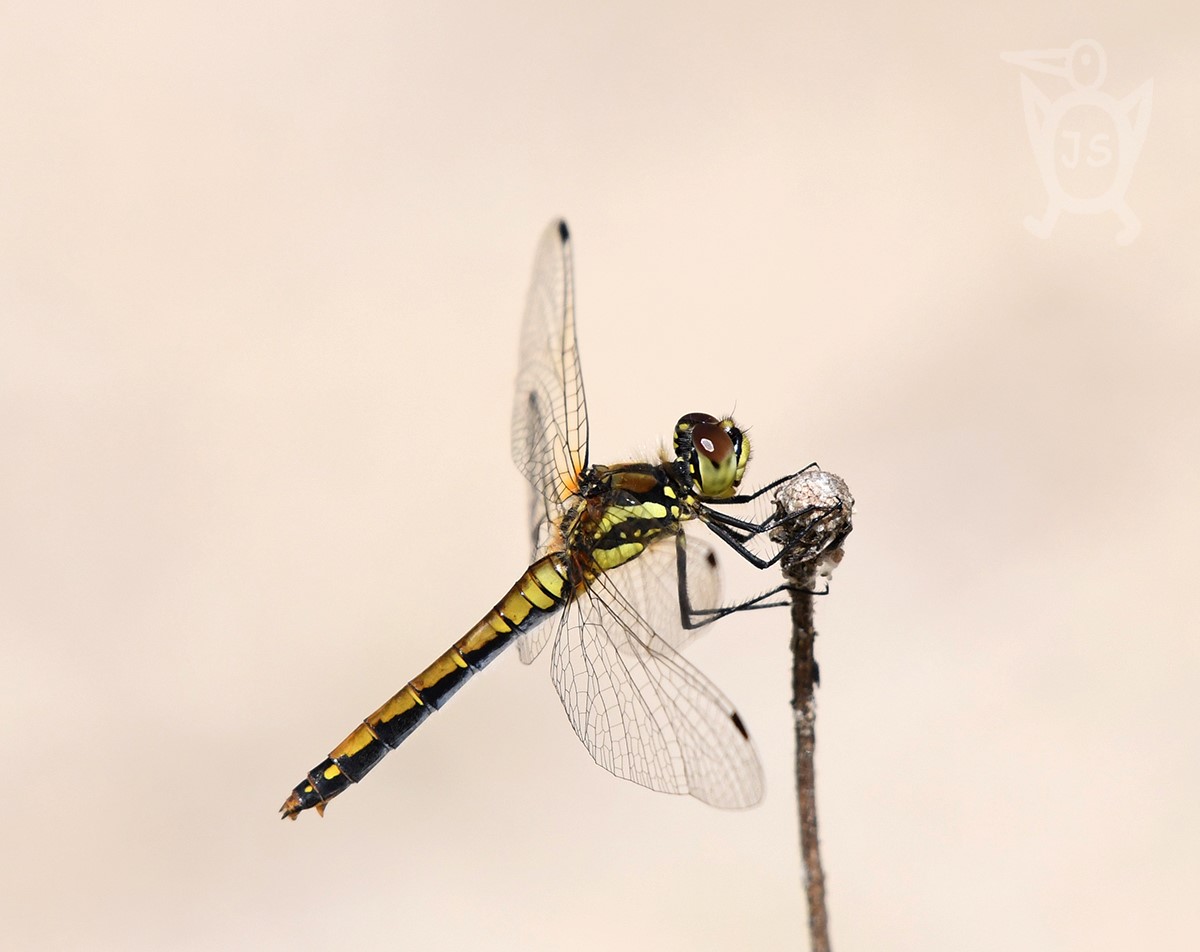 VÁŽKA TMAVÁ 3 (Sympetrum danae), samice  