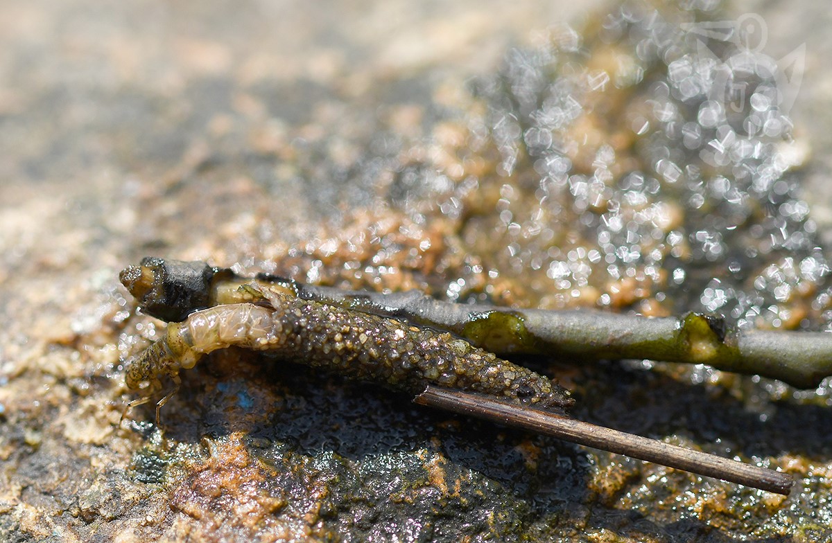 CHROSTÍK-larva (Trichoptera)