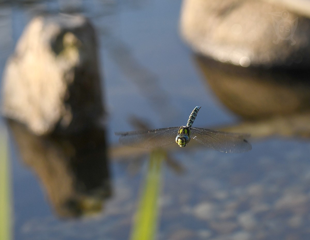 ŠÍDLO MODRÉ 2  (Aeshna cyanea)