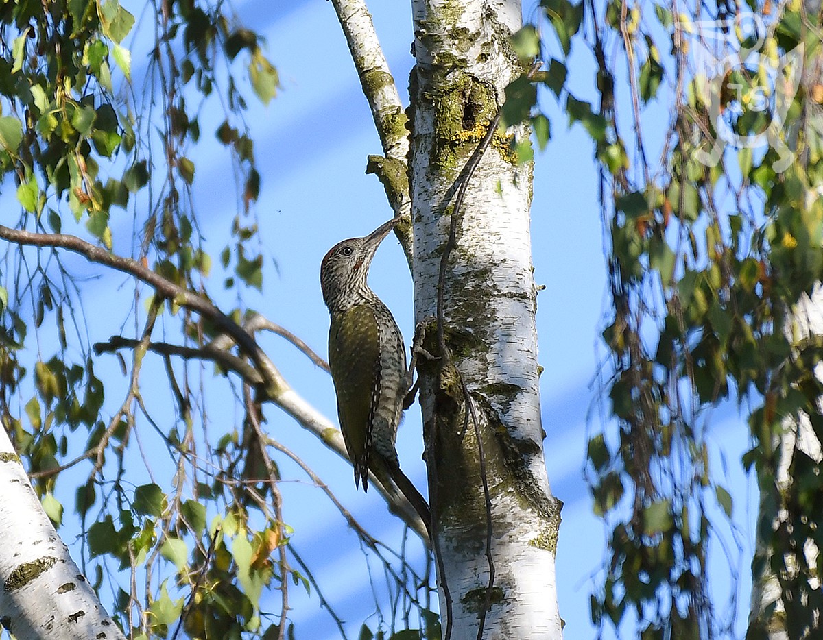 ŽLUNA ZELENÁ 1 (Picus viridis)