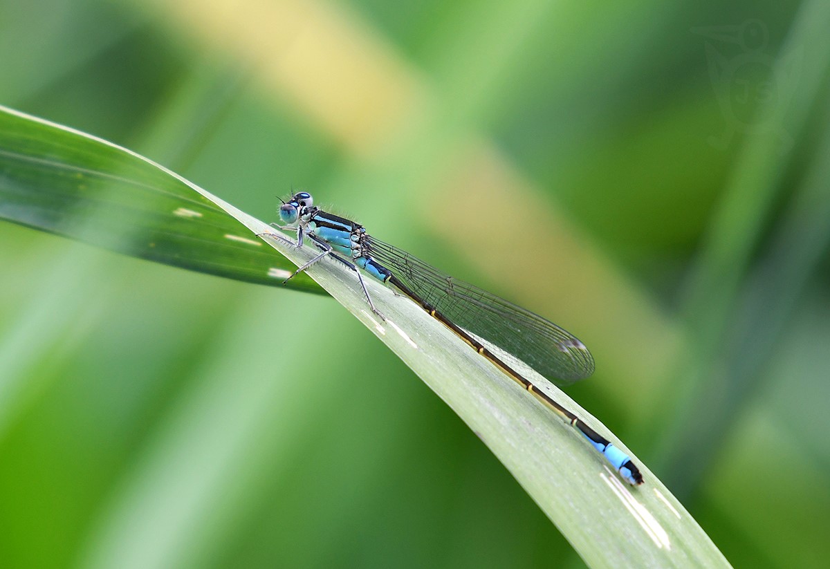 ŠIDÉLKO VĚTŠÍ 1 (Ischnura elegans)