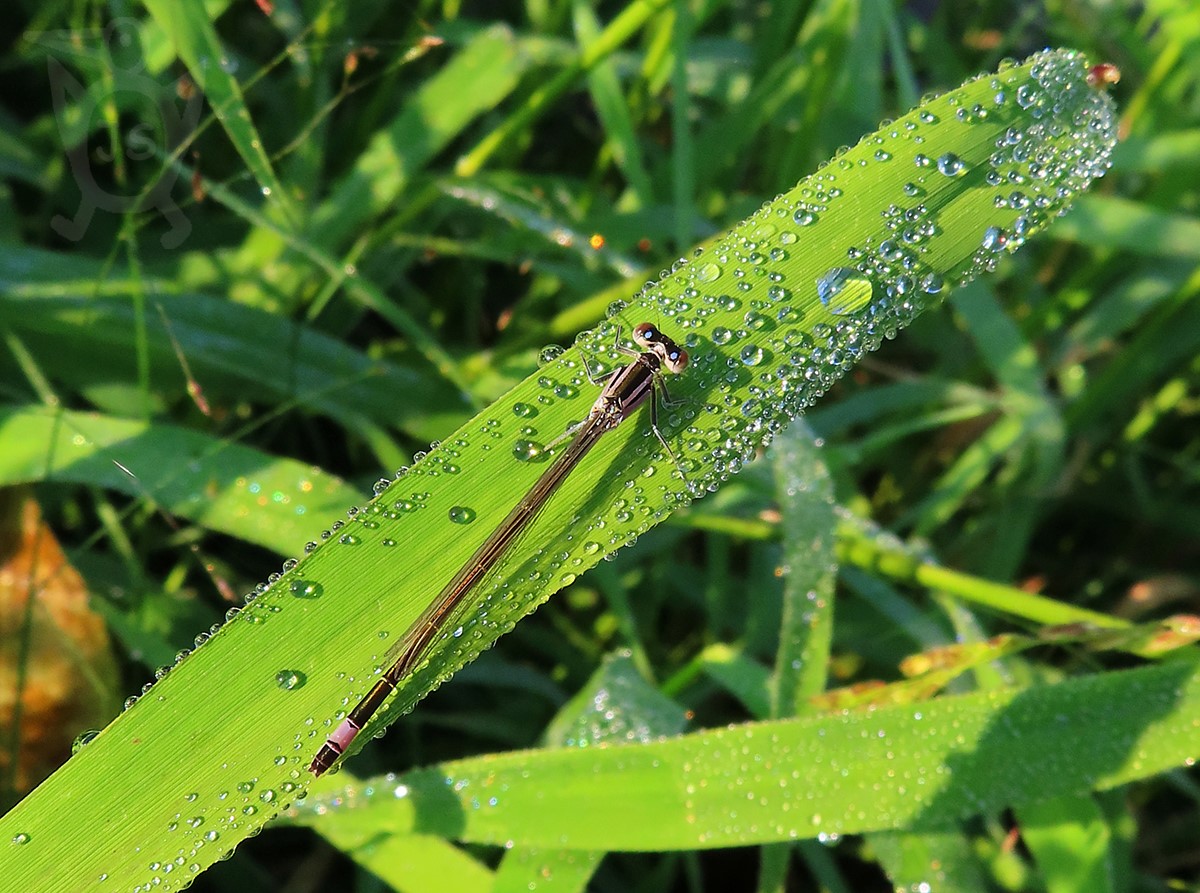 ŠIDÉLKO VĚTŠÍ 2 (Ischnura elegans), samice