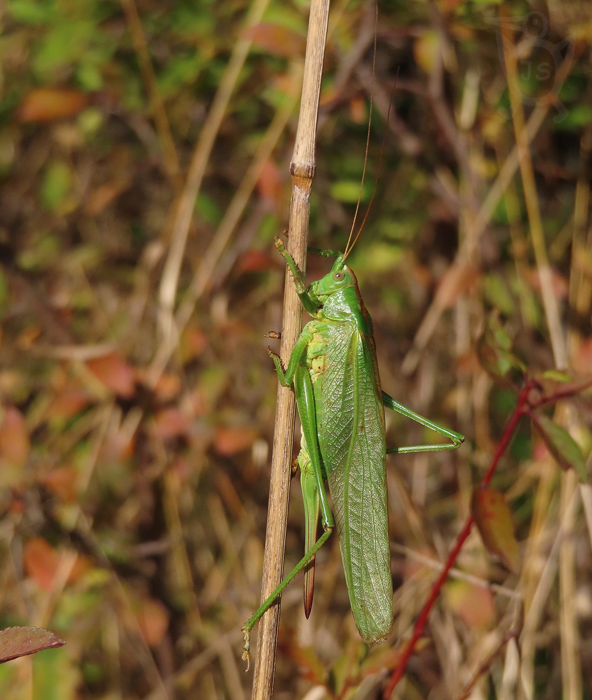 KOBYLKA ZELENÁ 1 (Tettigonia viridissima)