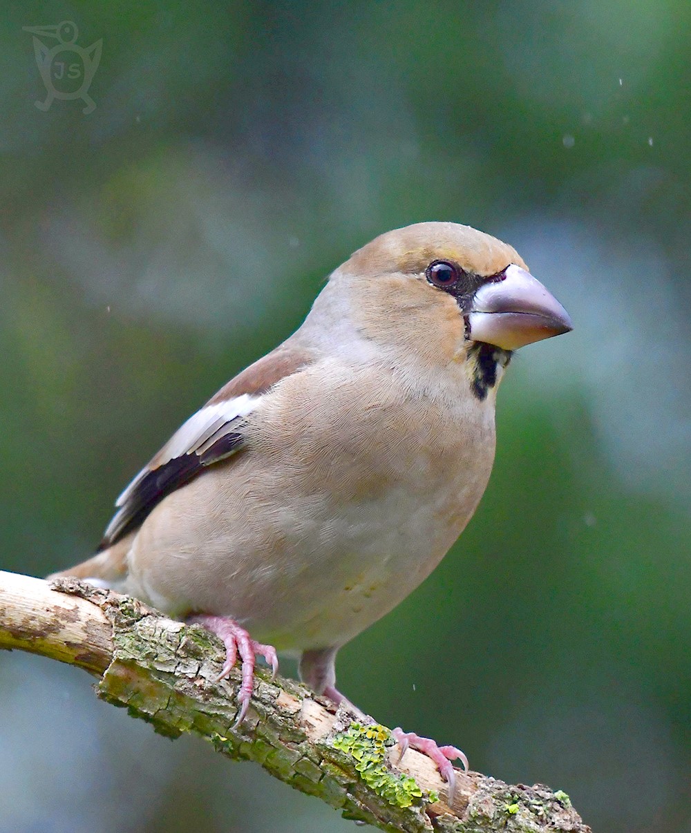 DLASK TLUSTOZOBÝ 2 (Coccothraustes coccothraustes)