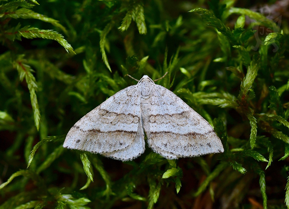 PÍĎALKA PAMPELIŠKOVÁ  Mesotype parallelolineata)