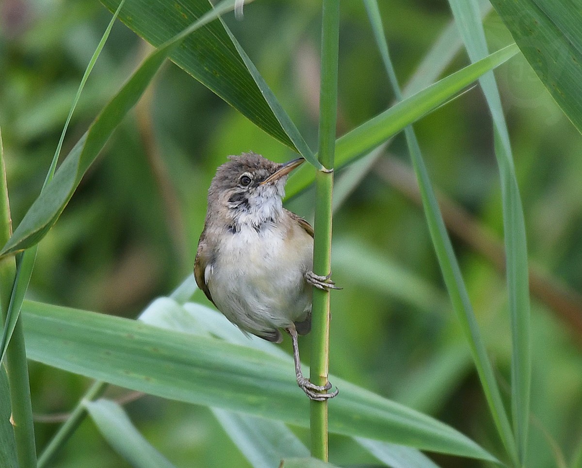 RÁKOSNÍK OBECNÝ 2 (Acrocephalus scirpaceus)