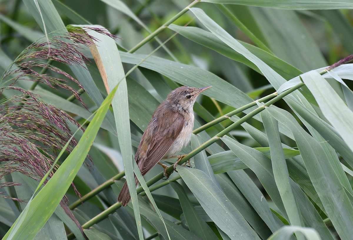 RÁKOSNÍK OBECNÝ 1 (Acrocephalus scirpaceus)