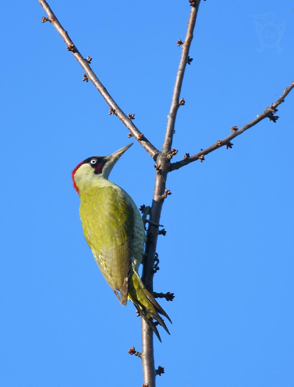 ŽLUNA ZELENÁ 4 (Picus viridis) 