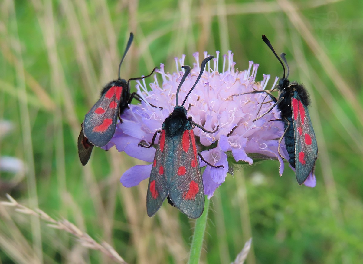 VŘETENUŠKA KOMONICOVÁ 1 (Zygaena viciae)