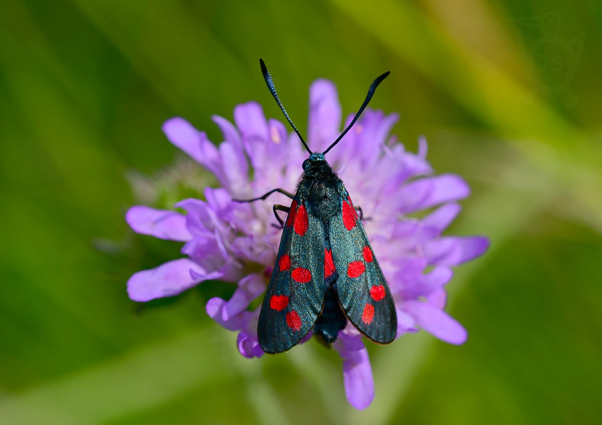 VŘETENUŠKA OBECNÁ 1 (Zygaena filipendulae)