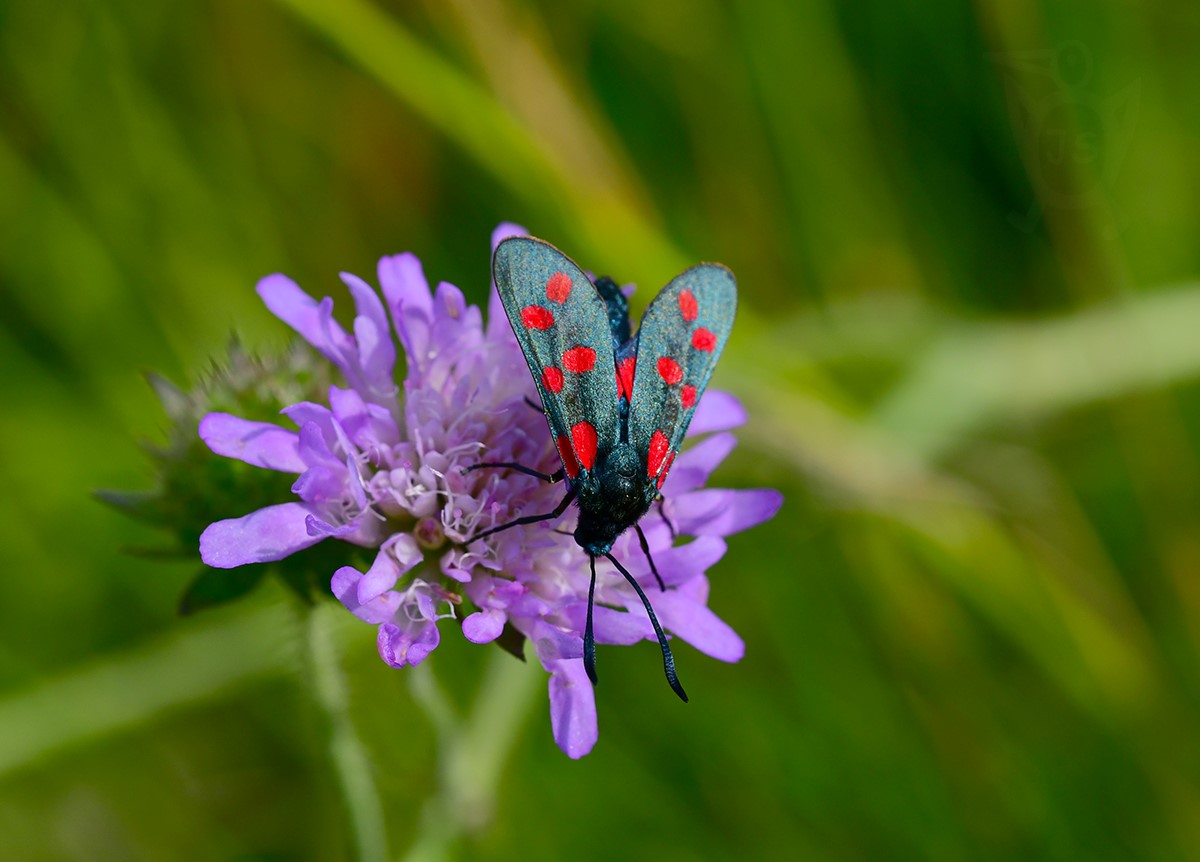 VŘETENUŠKA OBECNÁ 2 (Zygaena filipendulae)