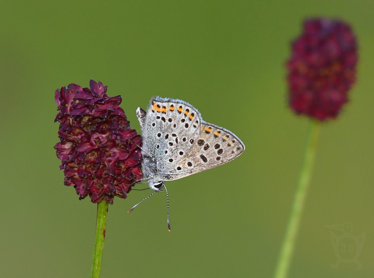 OHNIVÁČEK ČERNOSKVRNNÝ 2 (Lycaena tityrus)