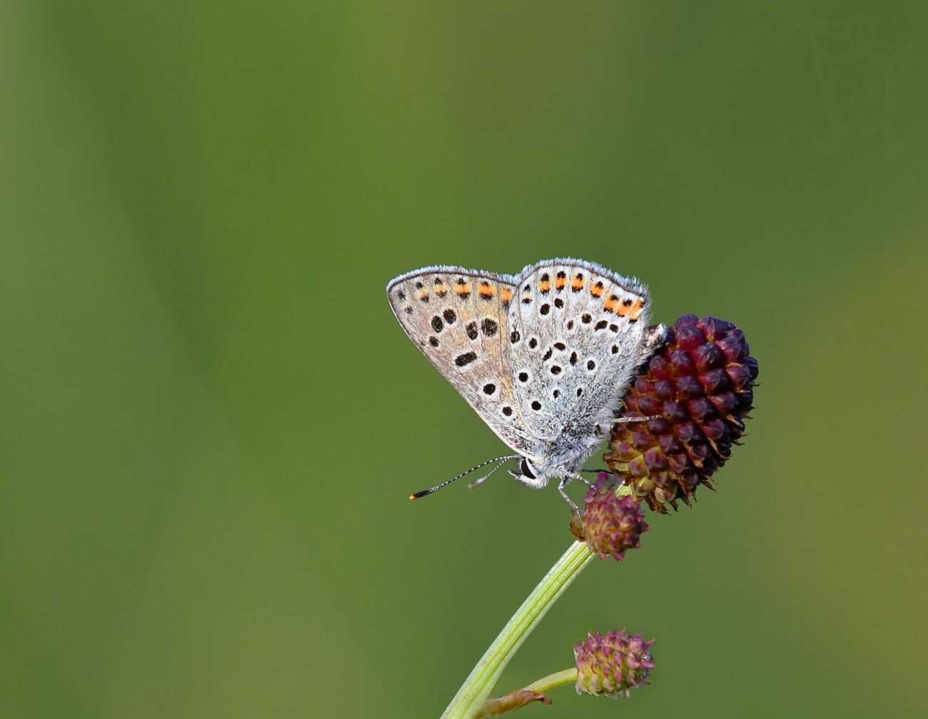 OHNIVÁČEK ČERNOSKVRNNÝ 3 (Lycaena tityrus)