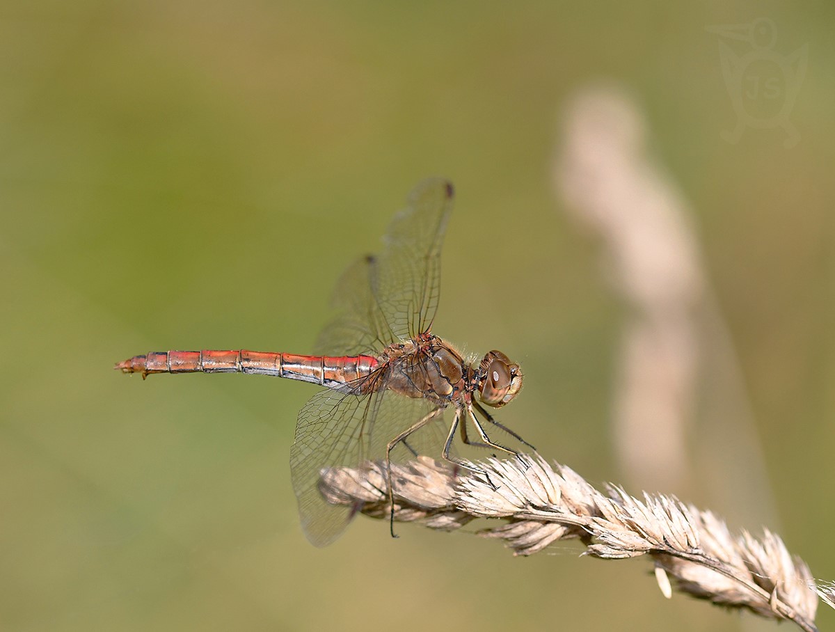 VÁŽKA OBECNÁ 1 (Sympetrum vulgatum) samice