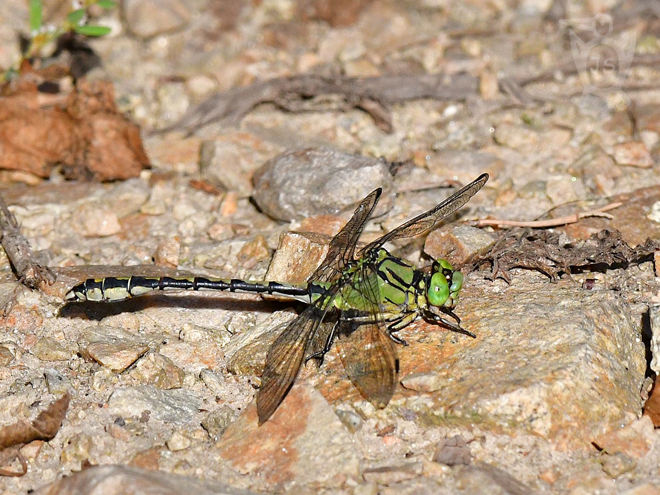 KLÍNATKA ROHATÁ 1 (Ophiogomphus cecilia)