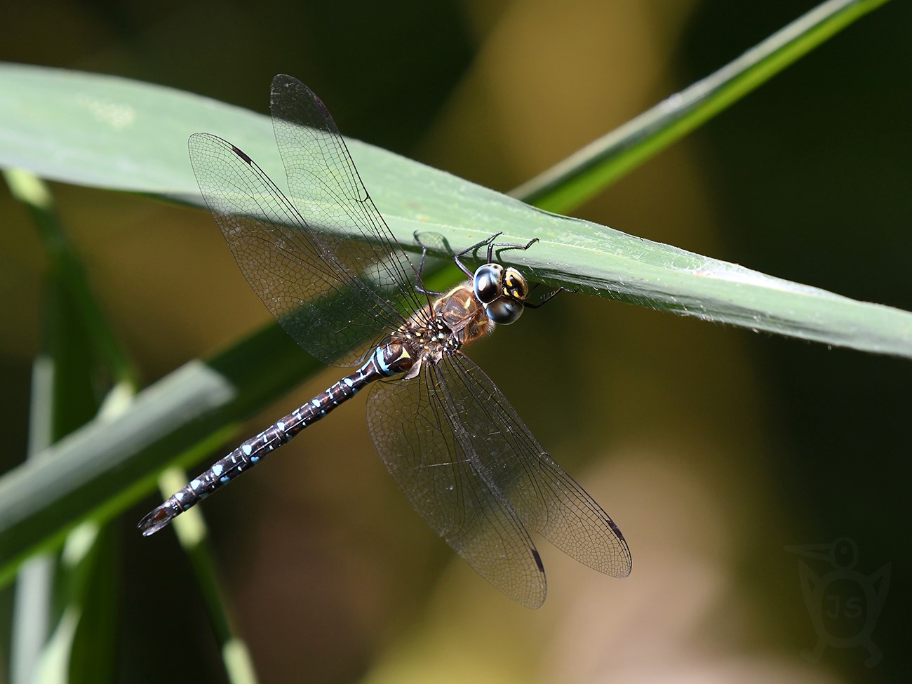 ŠÍDLO PESTRÉ 1 (Aeshna mixta)