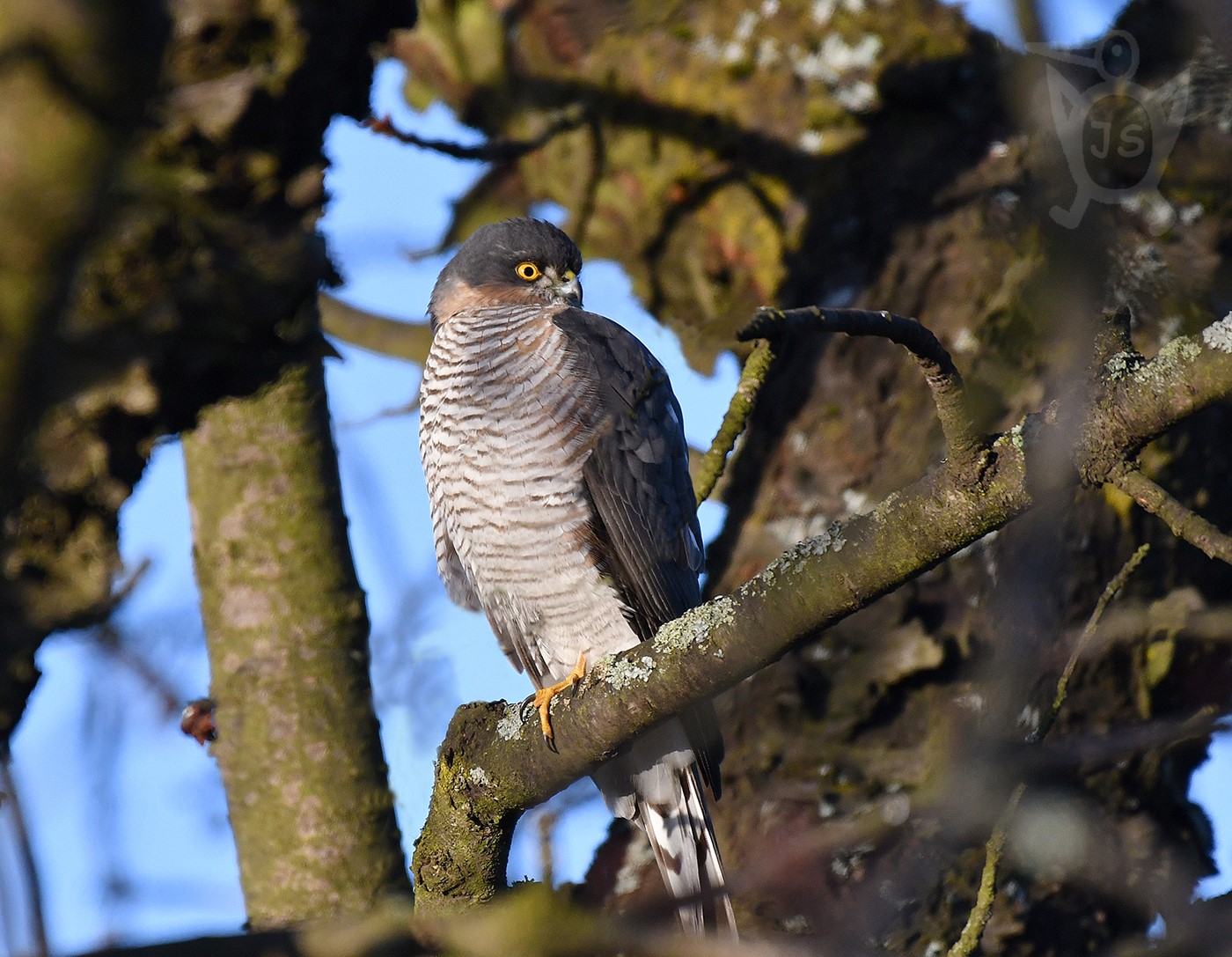 KRAHUJEC OBECNÝ 2  (Accipiter nisus)