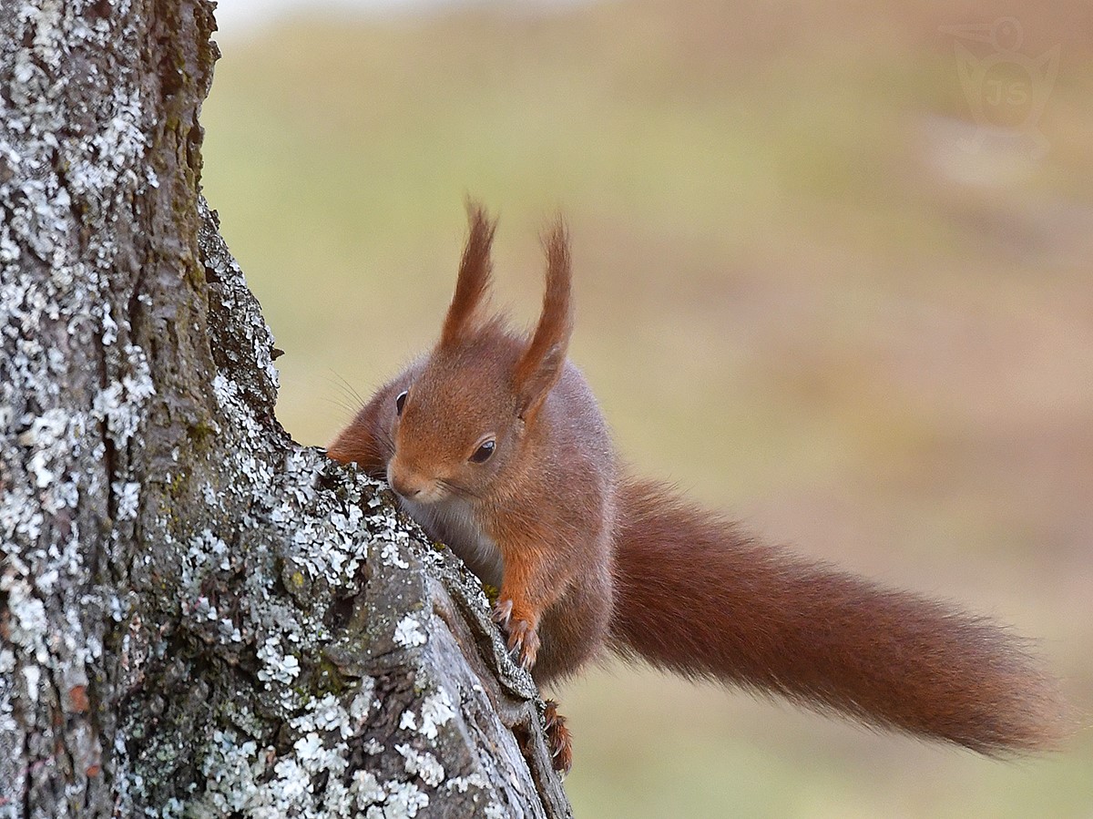 VEVERKA OBECNÁ 1  (Sciurus vulgaris)