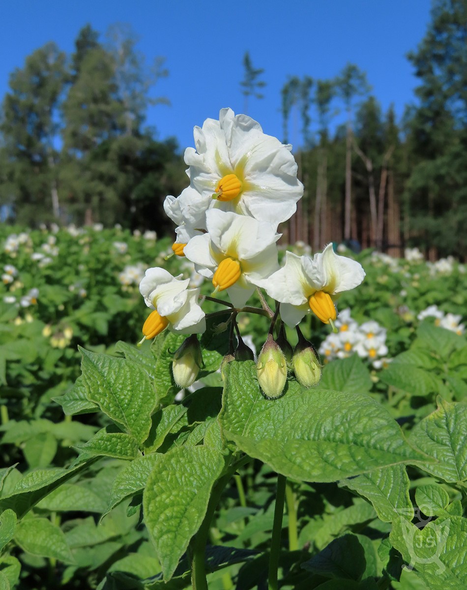 BRAMBOR HLÍZNATÝ 1 (Solanum tuberosum)