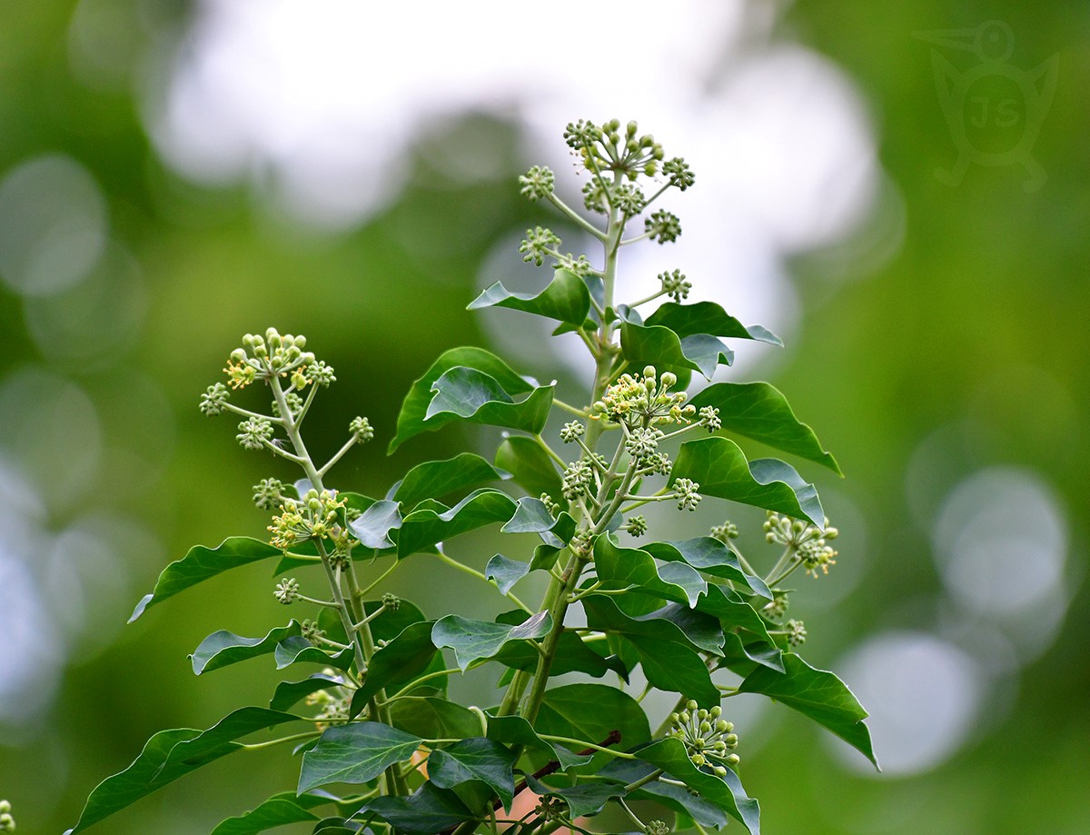 BŘEČŤAN POPÍNAVÝ (Hedera helix)