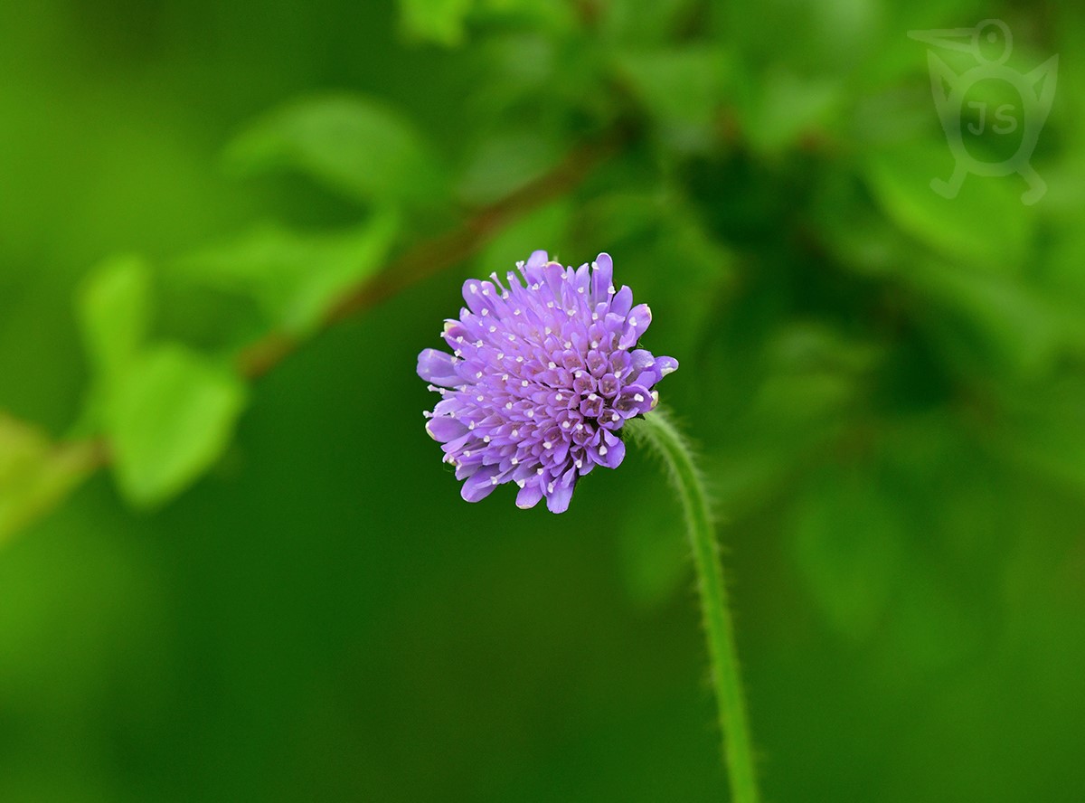 CHRASTAVEC ROLNÍ (Knautia arvensis)