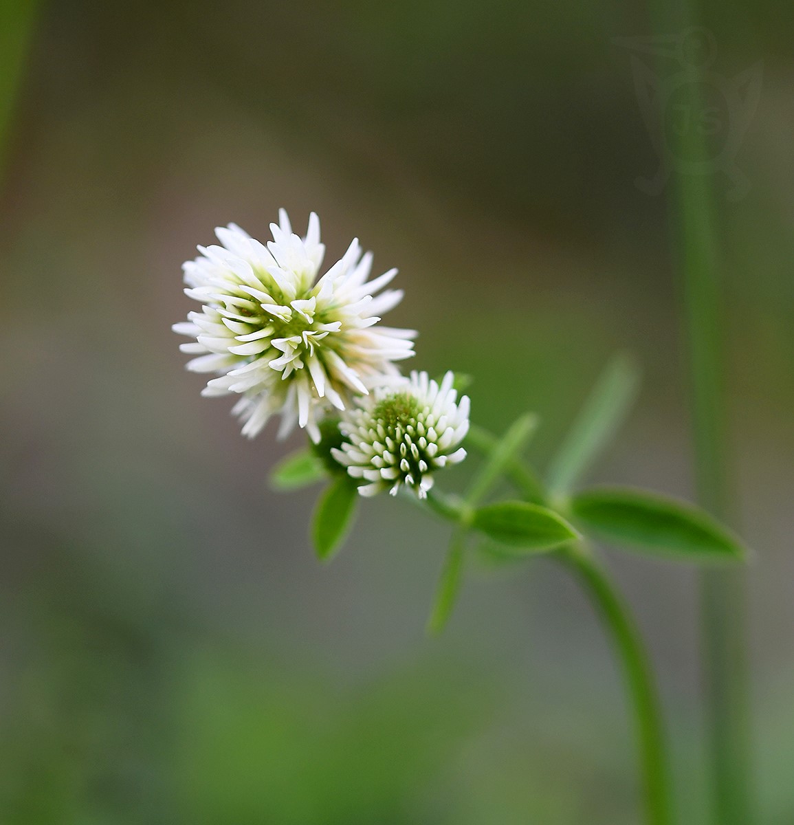 JETEL HORSKÝ (Trifolium montanum)