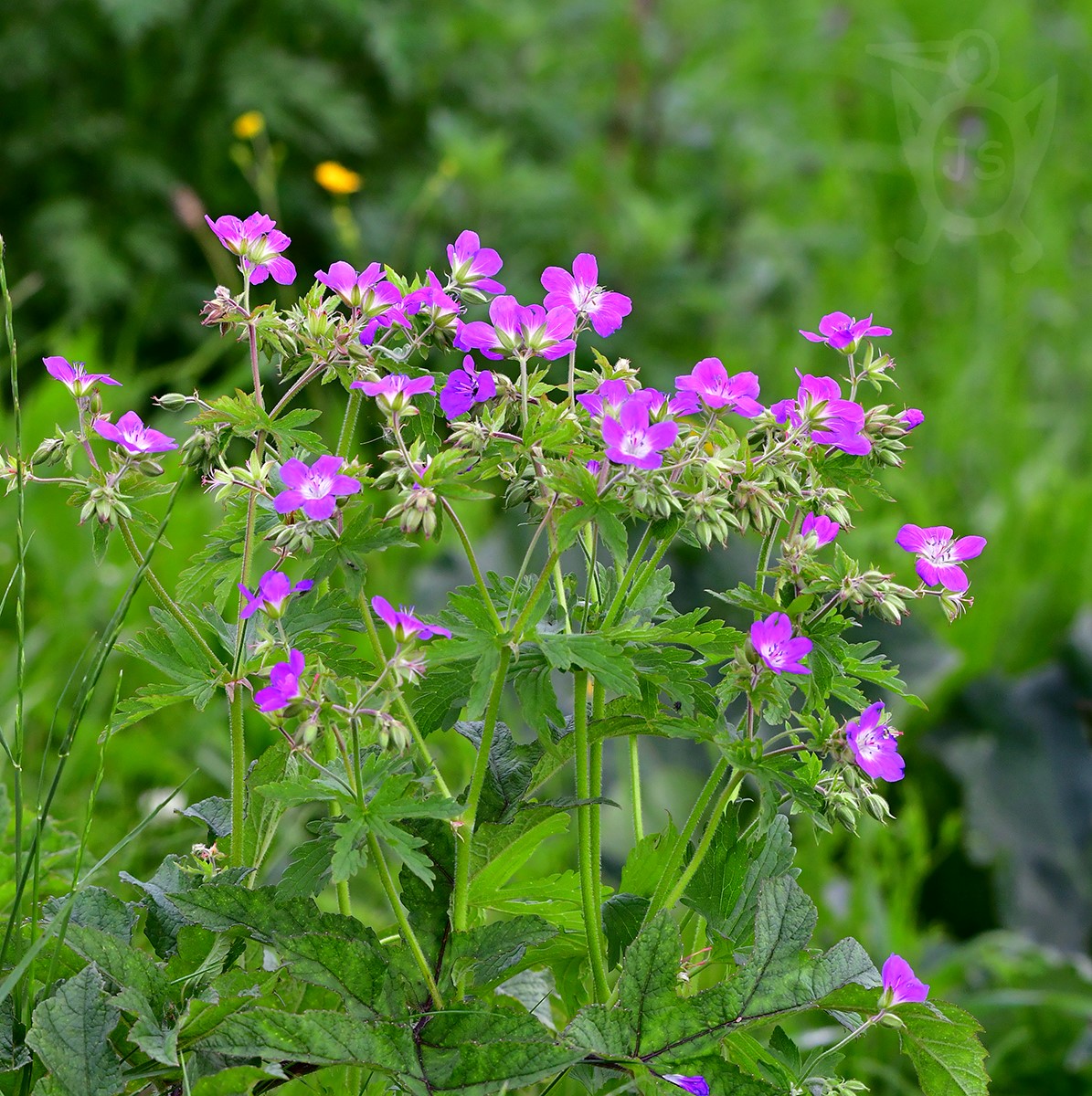 KAKOST LESNÍ (Geranium sylvaticum)