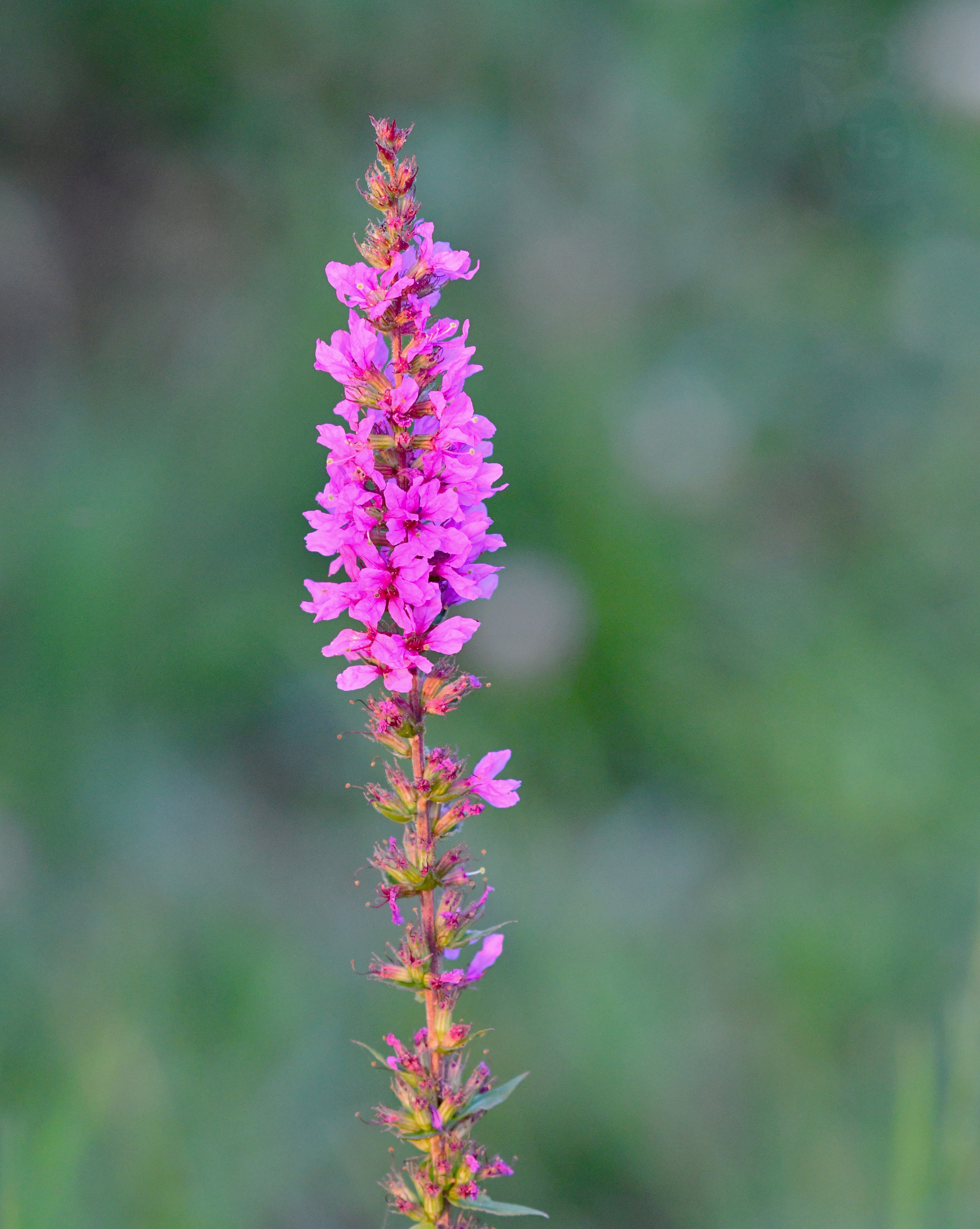 KYPREJ VRBICE (Lythrum salicaria)