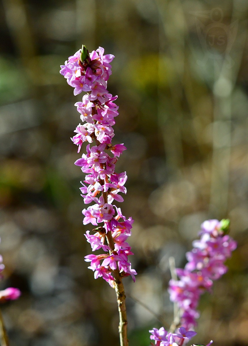 LÝKOVEC JEDOVATÝ (Daphne mezereum)