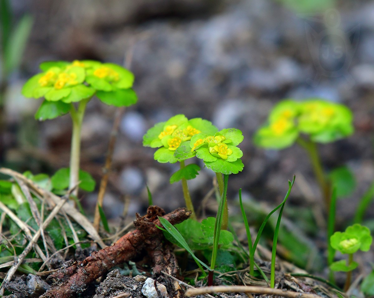 MOKRÝŠ STŘÍDAVOLISTÝ (Chrysosplenium alternifolium)