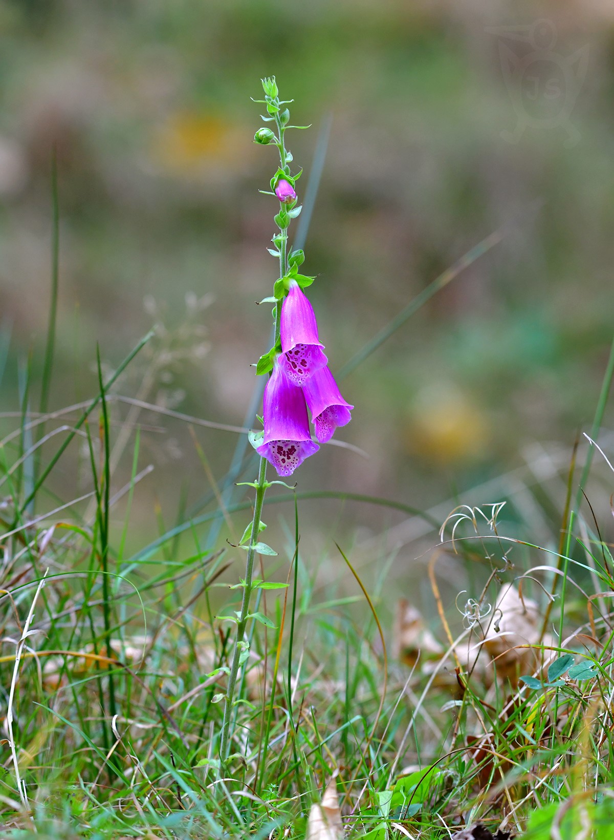 NÁPRSTNÍK ČERVENÝ (Digitalis purpurea)