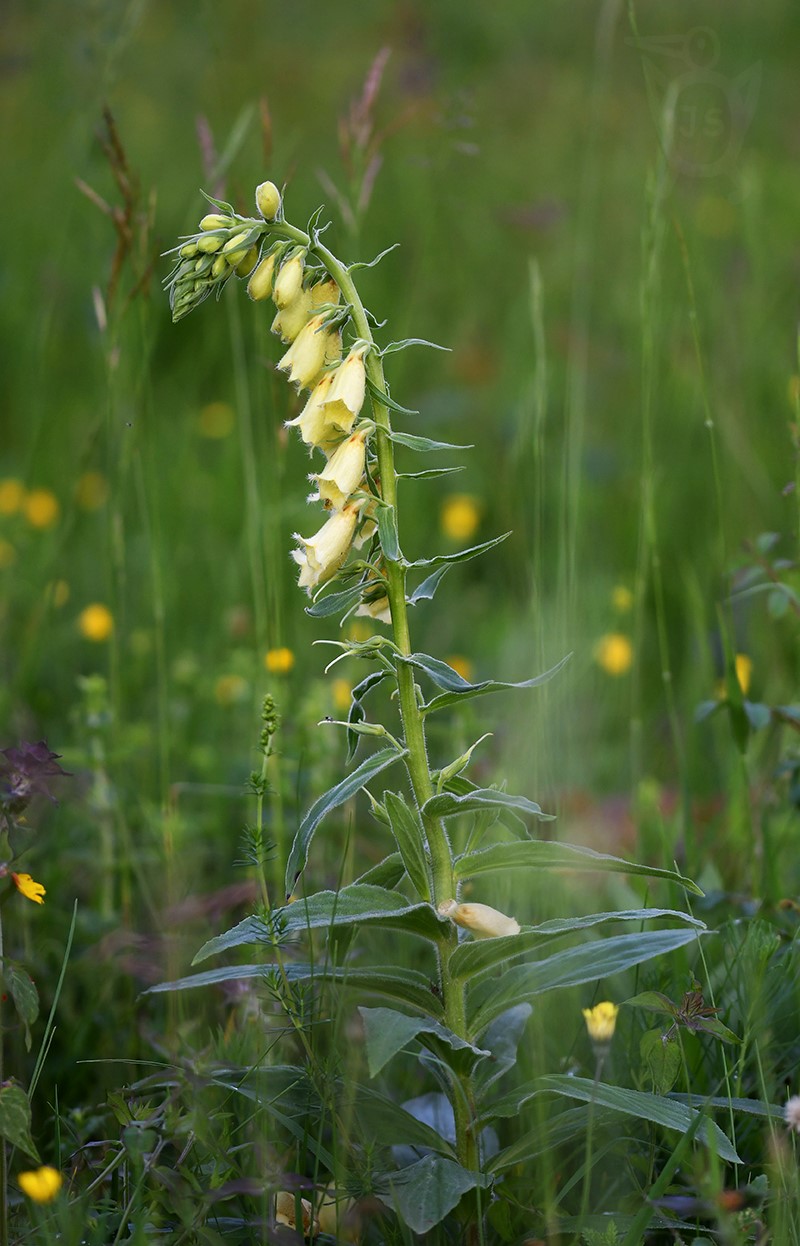 NÁPRSTNÍK ŽLUTÝ (Digitalis lutea)