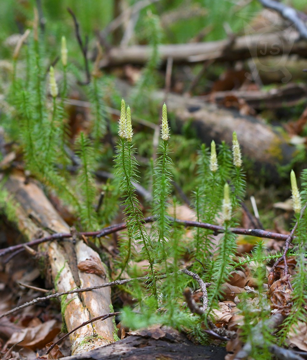 PLAVUŇ PUČIVÁ (Lycopodium annotinum)