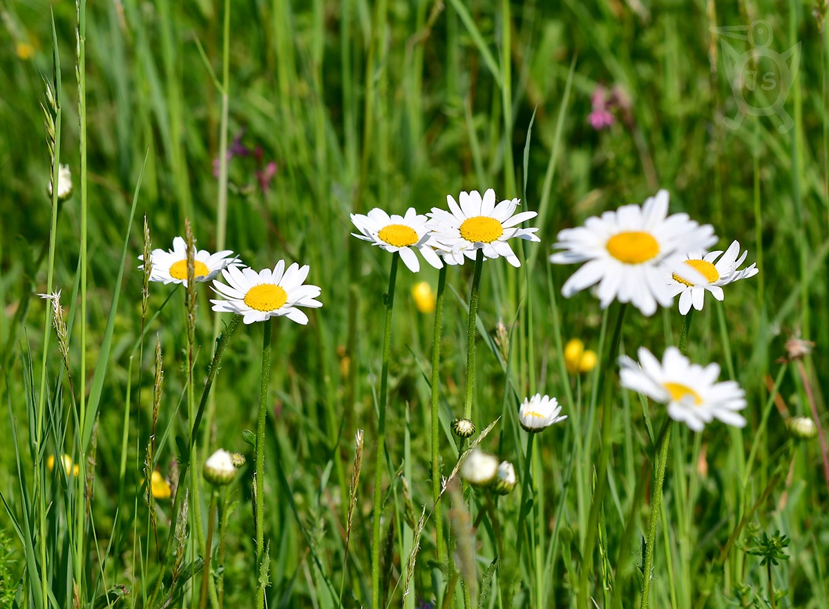 KOPRETINA BÍLÁ (Leucanthemum vulgare)