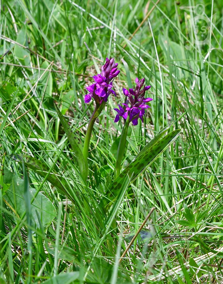 PRSTNATEC MÁJOVÝ (Dactylorhiza majalis)