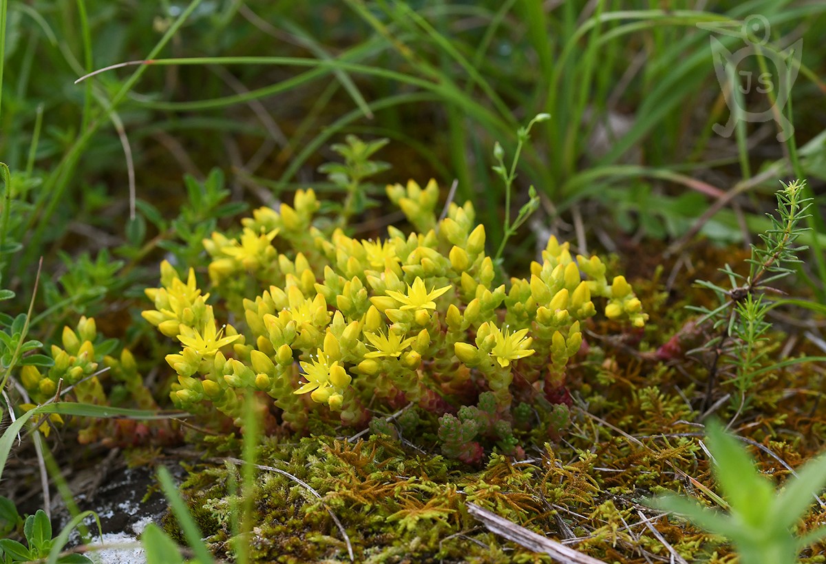 ROZCHODNÍK OSTRÝ (Sedum acre)