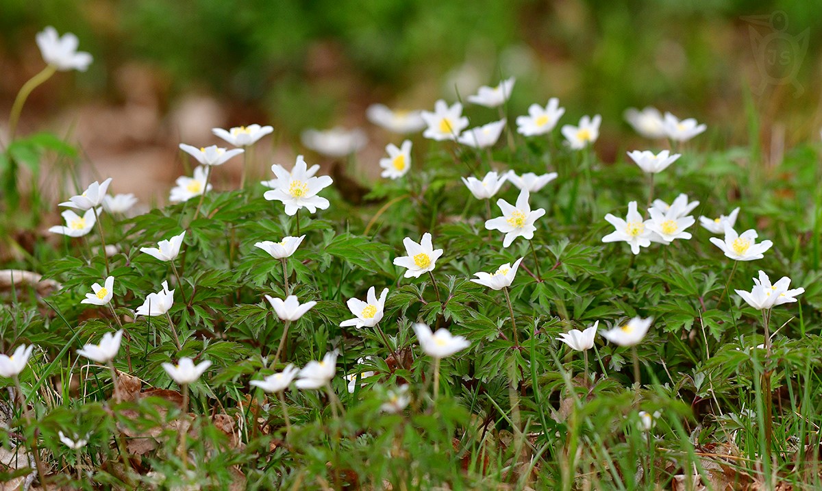 SASANKA (Anemone)